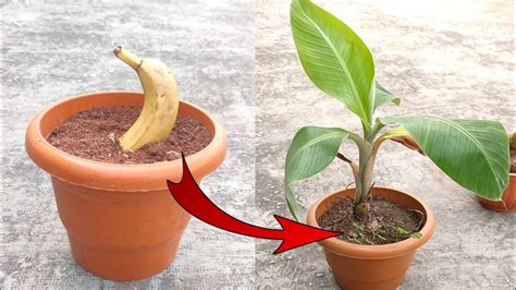 10 Easy Steps for Planting Delicious Bananas in Your Backyard